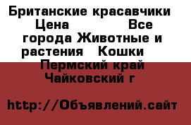 Британские красавчики › Цена ­ 35 000 - Все города Животные и растения » Кошки   . Пермский край,Чайковский г.